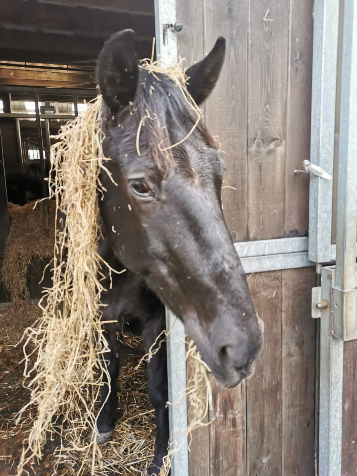 Écurie du Val - Poneys et Chevaux - Cheval "Rocq"