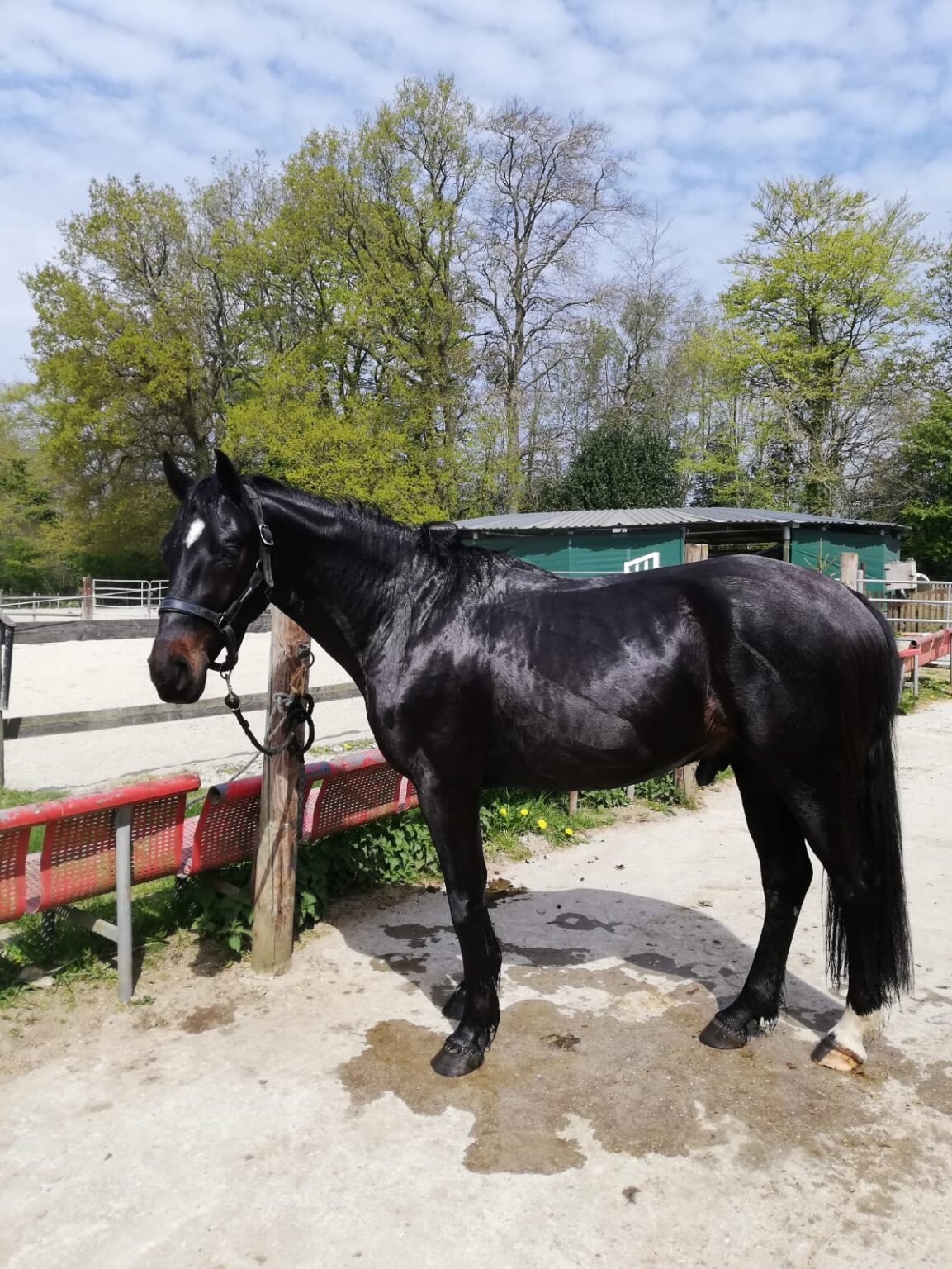 Écurie du Val - Poneys et Chevaux - Cheval "Gingko"