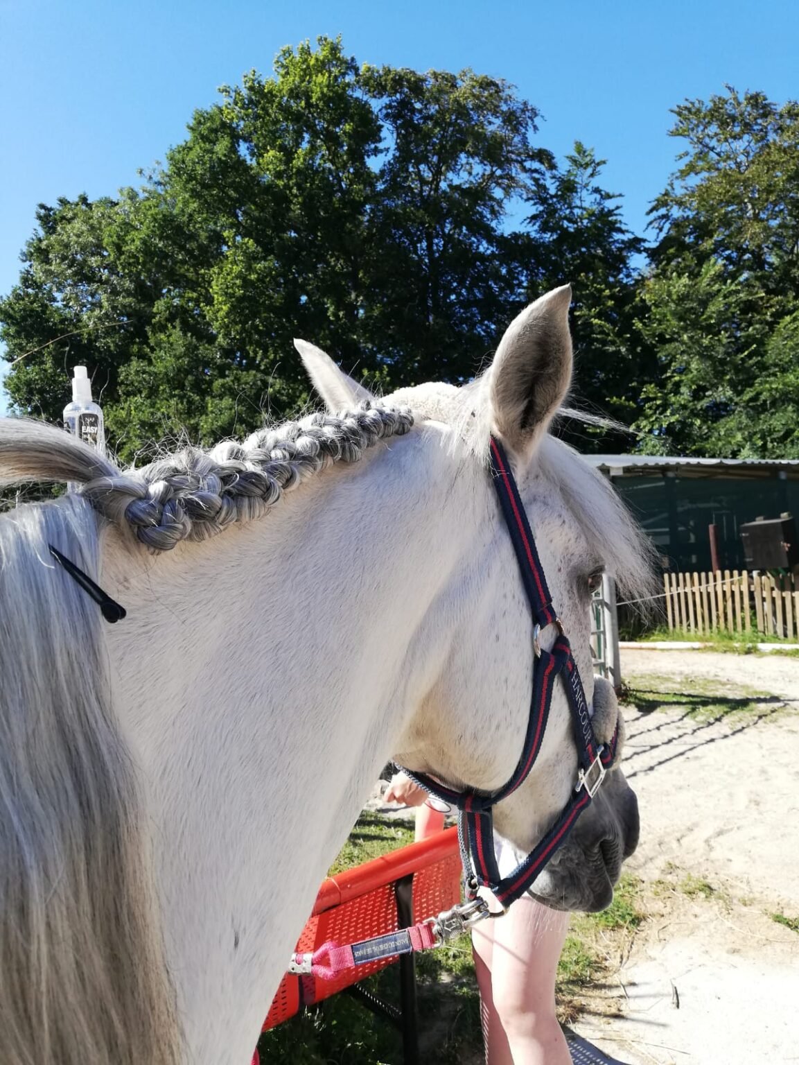 Écurie du Val - Poneys et Chevaux - Cheval "Renard"