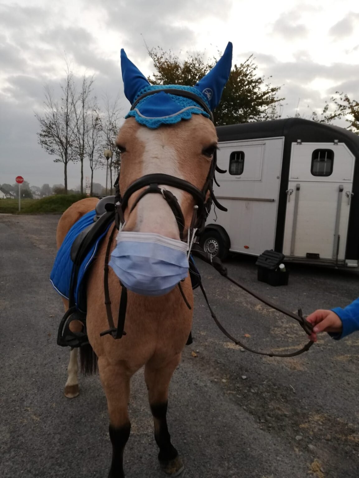 Écurie du Val - Poneys et Chevaux - Cheval "Etincelle"